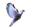 dove of christ